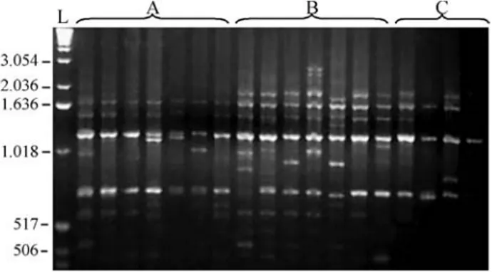 Figure 2 - RAPD patterns from Prochilodus marggravii using primer OPP-12 from three sampling sites in the São Francisco river, section A:  dividuals collected from region A, B: individuals from region B, and C:  in-dividuals from region C