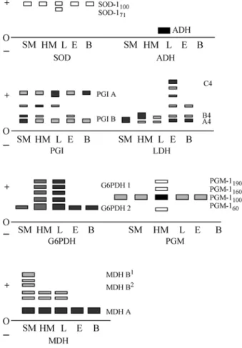 Table 1 - Tissue expression, loci and alleles of isozyme systems in Satanoperca aff. jurupari.