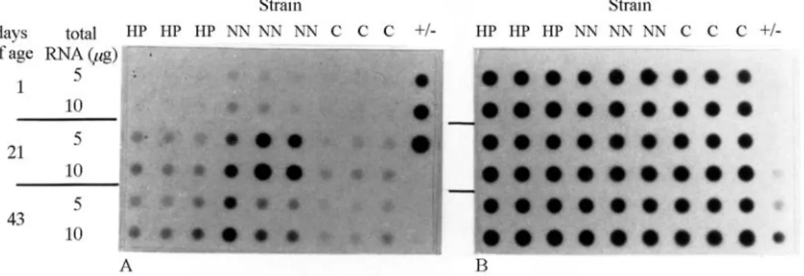 Table 3 - Mean weight gain (g), food intake (g) and food conversion during the initial (1-21 days), final (22-42 days) and total (1-42 days) experimental periods for the three broiler chicken strains used.