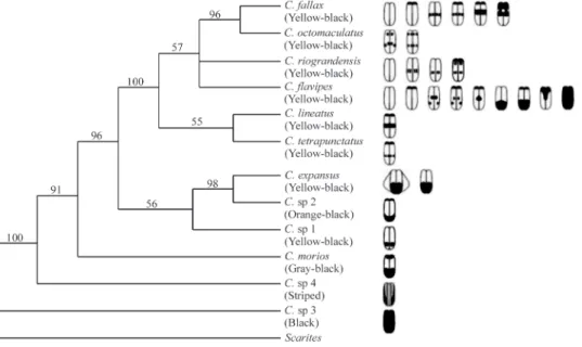 Figure 1 - Single most parsimonious tree obtained with heuristic search re-weighted by maximum value of re-scaled consistency index for the twelve species of Chauliognathus