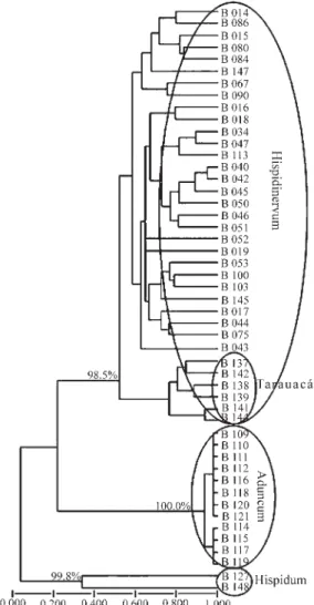 Figure 3 - UPGMA Dendrogram of 49 Pimenta Longa genotypes based on Jaccard similarity, showing three main groups and Tarauacá’s  sub-group