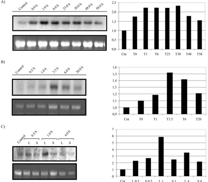 Figure 1 - AtchitIV transcripts accumulation in leaves in response to abiotic stress analysed by RNA blot hybridization