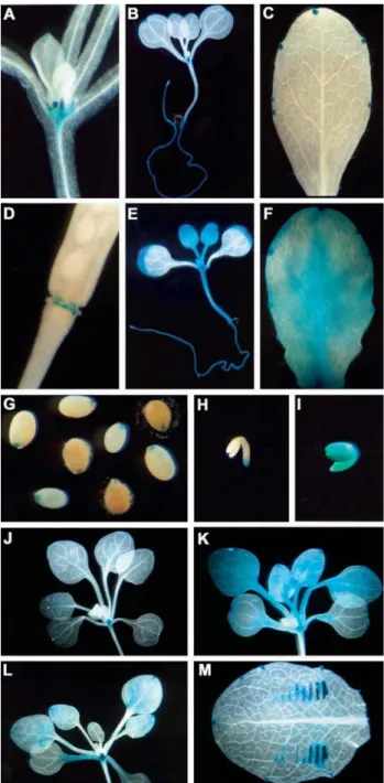 Figure 2 - Expression pattern of AtchitIV promoter in A. thaliana plants.