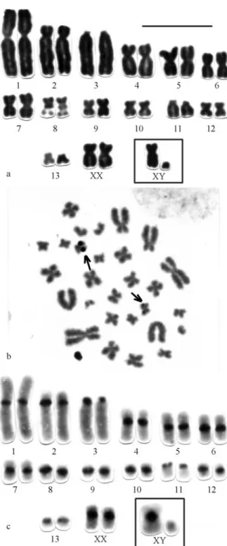 Figure 2 - a) Conventionally stained karyotype of Proechimys gr. goeldii with 2n = 15, FN = 15 from Juruena (MT)