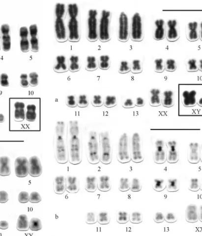 Figure 4 - Karyomorph B with 2n = 28, FN = 50 of P. longicaudatus from Apiacás (MT): a) Karyotype conventionally stained; b) C-banding pattern.
