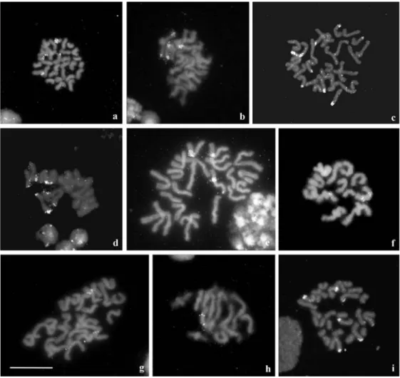 Table 2 - Cytogenetic data for Megacephala species.
