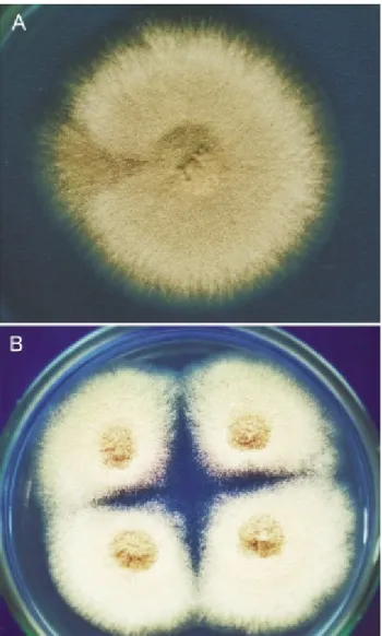 Figure 2 - (A) Mitotic instability of diploid strain D19 obtained after so- so-dium nitroprusside treatment (160 mM) of diploid strain UT448//A757;