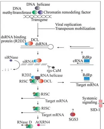 Figure 1 - Schematic representation of the molecular steps in PTGS path- path-way. Nuclear events at the loci of the target gene or transgene are  pro-moted by MET1, DDM1 and QDE3 (a RecQ DNA helicase)