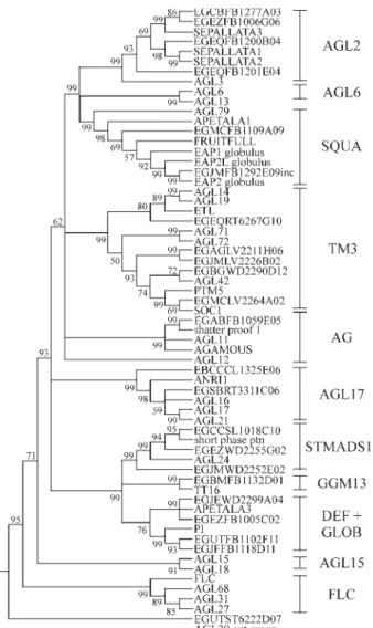 Figure 1 - Phylogenetic relationship between members of MIKC-type MADS-box gene present in the FORESTs databank and A