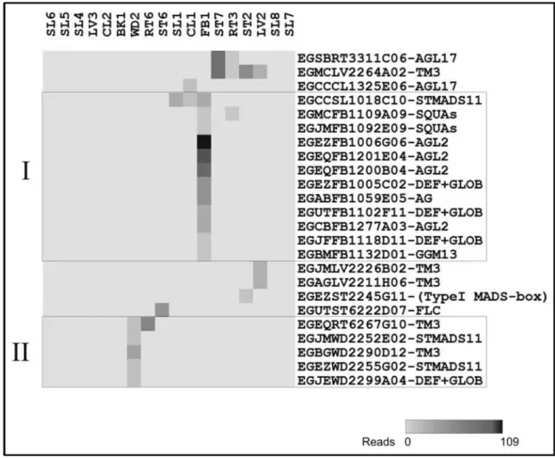 Figure 2 - Expression profiles of the 24 putative MADS-box Eucalyptus EST contigs in selected cDNA libraries from the FORESTs database
