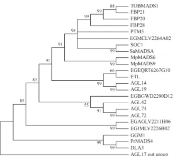 Figure 3 - Phylogeny of TM3 MADS-box genes. An informative subset of all TM3-like genes known has been used in a phylogeny reconstruction.