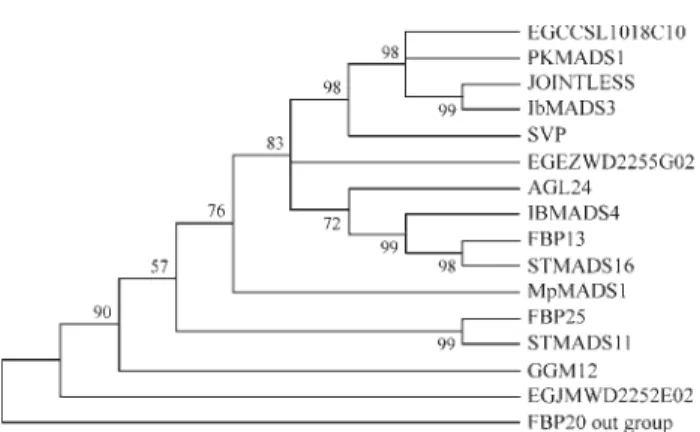 Figure 4 - Phylogeny of STMADS11 MADS-box genes. An informative subset of all STMADS11-like genes known has been used in a phylogeny reconstruction