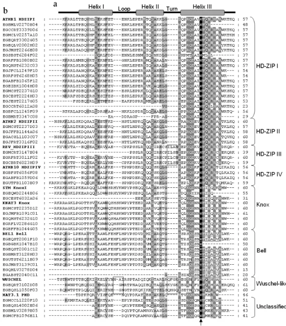 Figure 1 - Multiple sequence alignment of 50 FORESTs and nine Arabidopsis homeodomain sequences