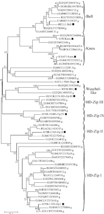Figure 2 - Phylogenetic unrooted tree for the fifty FORESTs contigs and nine Arabidopsis genes, based on the amino acid sequences corresponding to homeodomain region, aligned with ClustalW