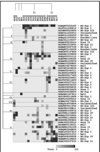 Figure 3 - Digital northern blot representing the expression profile of the potential Eucalyptus homeobox genes