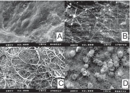 Figure 3 - Blood Component Adhesion Index. A) Score 1 -Root surface showing  absence of blood components and complete inhibition of ﬁbrin network  formation