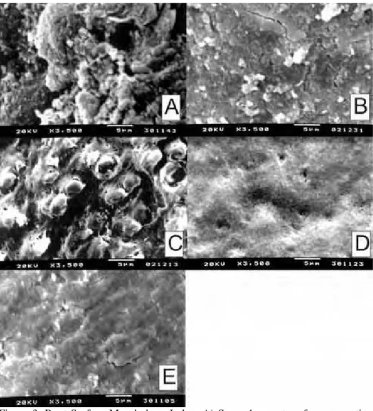 Figure 3. Root Surface Morphology Index. A) Score 1 – root surface presenting  dental calculus with a very rough aspect