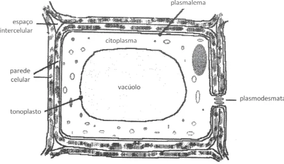 Figura 3.  Representação esquemática de uma célula vegetal de uma planta superior. 