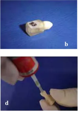 FIGURA 3 - Preparo dos dentes: a) limpeza dos dentes com escova de Robson  em baixa rotação; b) inclusão da porção radicular em resina  acrílica quimicamente ativada para padronização; c) blocos  armazenados em água Miliq 