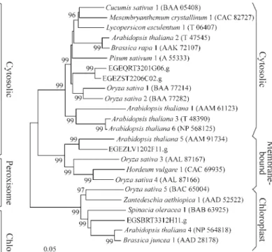Figure 5 - Phylogenetic tree of MDHAR proteins. Phylogenetic analyses were conducted as described in Figure 2.