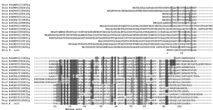 Figure 1 - Multiple sequence alignment of deduced amino acid sequences of Eucalyptus thioredoxins and E