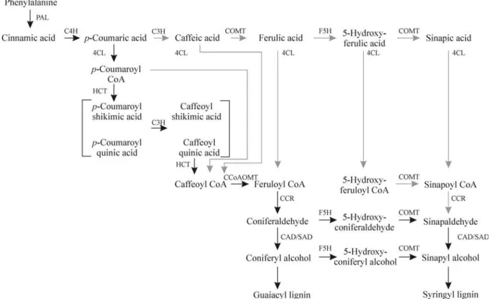 Figure 1 - Phenylpropanoid pathway leading to monolignol precursors of lignin. Black arrows indicate the current revised pathway, gray arrows indicate previous interpretation of the pathway (adapted from Humphreys and Chapple, 2002)
