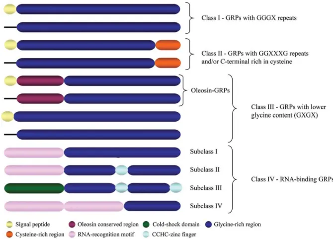 Figure 1 - Schematic representation of the domain organization of plant glycine-rich proteins (GRPs).