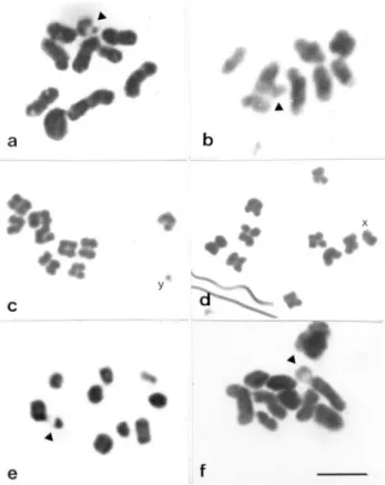 Figure 1 - Meiotic chromosomes stained with acetic orcein. Metaphases I of G. borelli (a) M