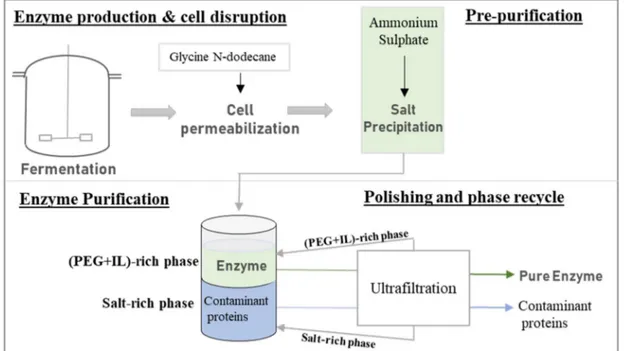 Figure 1.6. Schematic representation of the in situ purification of enzymes with the recycling of  the ABS phase-forming components (adapted from [86])