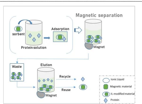 Figure 1.7.  Schematic representation of magnetic solid phase extractions of proteins [96]