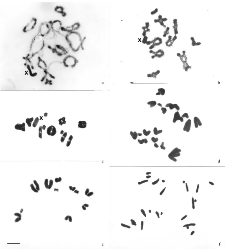 Figure 1 - Meiotic cells of S. flavofasciata (a,d) and S. pallens (b,c,e,f) after orcein staining: (a) pachytene, (b) diplotene, (c) metaphase I, (d) anaphase I, (e) metaphase II, (f) anaphase II