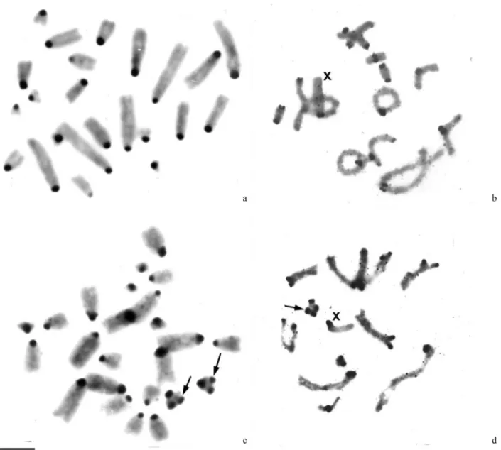 Figure 2 - C-banded mitotic and meiotic chromosomes: (a) embryonic metaphase and (b) diplotene of S
