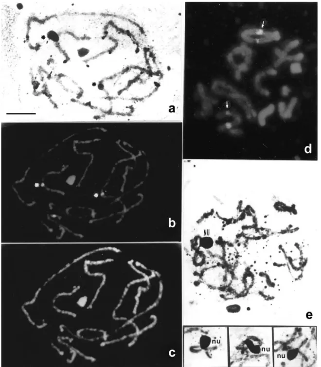 Figure 3 - (a-c) AgNO 3 /CMA 3 /DA/DAPI sequential staining and (d) FISH with a 45S rDNA probe in S