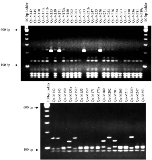 Figure 3 - Fragment length polymorphism (RFLP) of the rDNA internal transcribed spacer (ITS) 1 (a) and ITS 2 (b) regions, ITS 1 was digested with the Tru 9I restriction enzyme and ITS 2 with the Hha I restriction enzyme.