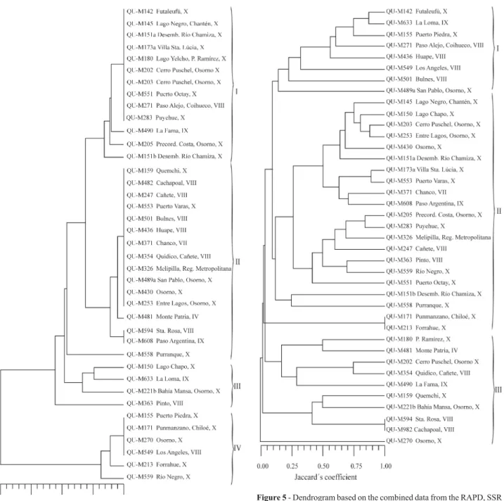 Figure 5 - Dendrogram based on the combined data from the RAPD, SSR and ITS-RFLP analysis of 39 Chilean isolates of Metarhizium anisopliae var