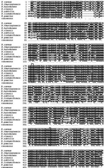 Figure 2 - Multiple alignment of amino acid sequence predicted from bglH genes of the following Bacillus species: B, halodurans (gi 10173210); B