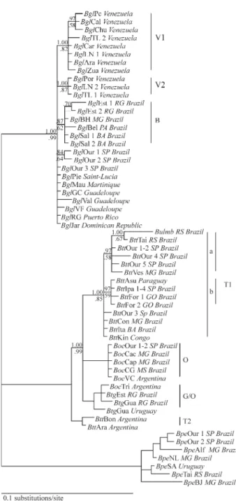 Figure 2 - Bayesian phylogenetic tree for Biomphalaria ITS2 sequences.