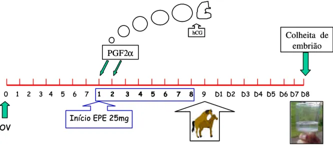 Figura 1- Representação esquemática do protocolo utilizado no grupo I (EPE  Constante)