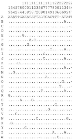 Figure 1 - Sequence alignment of the variable sites for the ITS1 region de- de-fining the 27 ribotypes uncovered in 133 cloned sequences of Phakopsora pachyrhizi