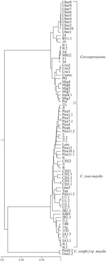 Figure 1 - Genetic relationships among Brazilian isolates of Cercospora zeae-maydis, C