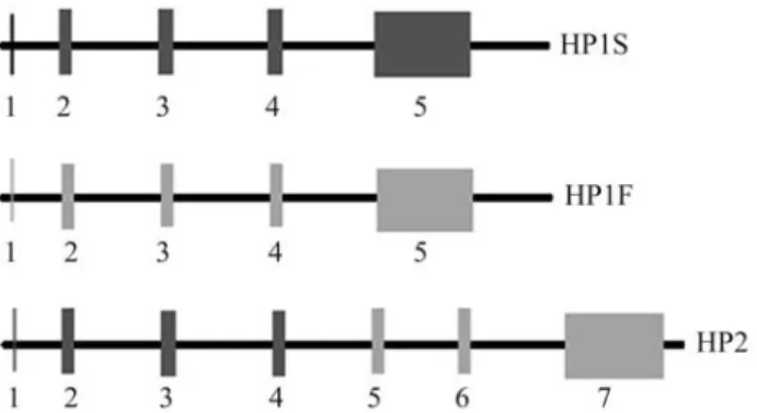 Figure 1 - Schematic representation of the organization of the Hp gene.