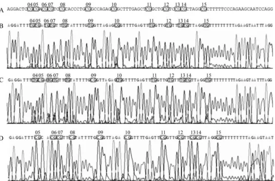 Figure 5 - Chromatogram of the direct bisulfite sequencing from CpG 4 to CpG 15 of the region: (A) Original sequence