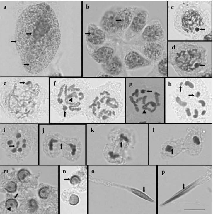 Figure 1 - Seminiferous tubule cells of Mormidea v-luteum (D, K, M and O), Oebalus poecilus (A, F, G, H, I, J, L, N and P) and Oebalus ypsilongriseus (B, C and E) adult males stained with lacto-acetic orcein
