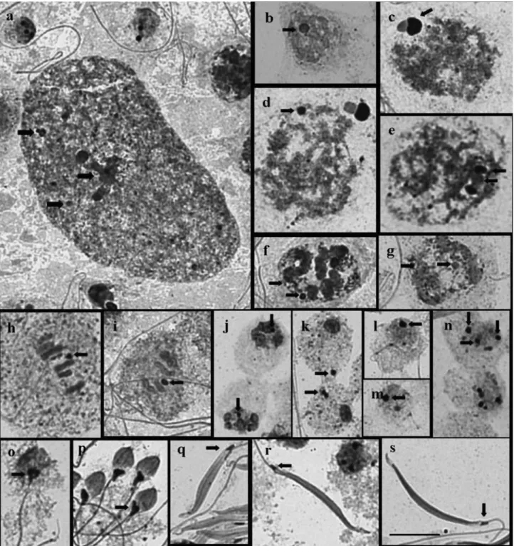 Figure 2 - Seminiferous tubule cells of Mormidea v-luteum (A, B, F, G, I and N), Oebalus poecilus (L, M, P and R) and Oebalus ypsilongriseus (C, D, E, H, J, K, O, Q and S) adult males, impregnated by silver nitrate