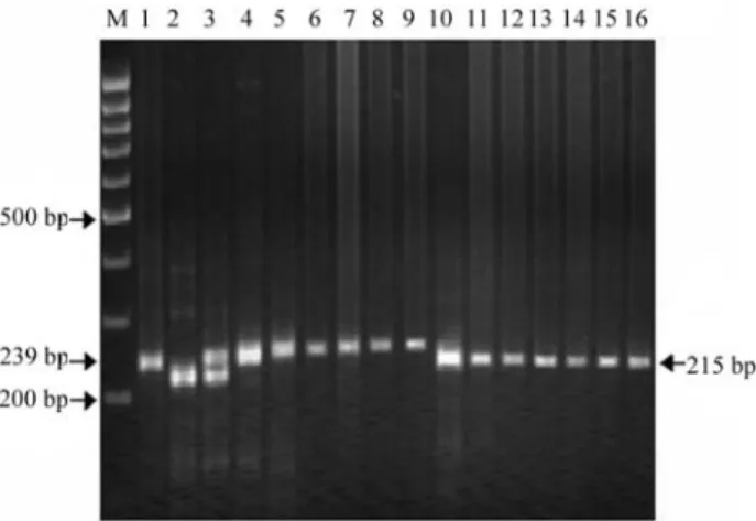 Figure 4 - Selective genotyping of RILs (representing extreme groups) for spot blotch resistance in barley using BMS 90 SSRs primer; Lane M = 100-bp ladder marker; 1 = Resistant parent (IBON18); 2 =  Suscepti-ble parent (RD2508); 3 = Resistant bulk; 4 = Su