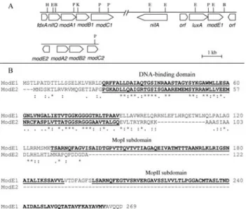 Figure 1 - Panel A shows the physical and genetic maps of the modA1B1C1, modE1, modA2B2C2 and modE2 regions