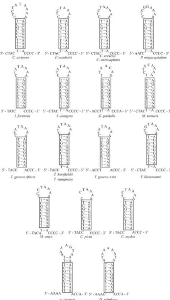 Figure 2 - Proposed secondary structures for the origins of the light strand replication (O L ) of 19 cryptodiran turtles