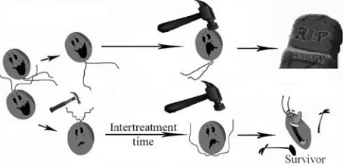 Figure 7 - Experimental design used for induction of the AR in Chlamydomonas reinhardtii as a model system.