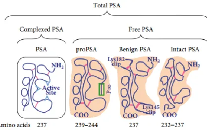 Figure 15. Schematic representation of the partitioning of free prostate-specific antigen (fPSA) into various  precursor isoforms of PSA (proPSA), benign PSA and inactive PSA (iPSA) in serum, with the respective 