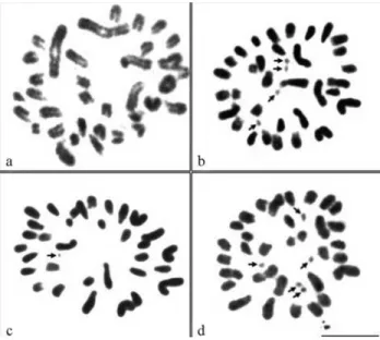 Figure 1 - Spermatogonial metaphases of Euchroma gigantea with differ- differ-ent chromosome numbers: 2n = 36 (a), 2n = 34 (b), 2n = 33 (c), and 2n = 32 (d)